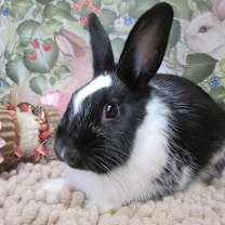 Thumbnail photo of Tangelo #4