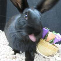 Thumbnail photo of June #3
