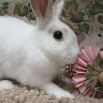 Thumbnail photo of Milo (pending) #3