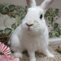 Thumbnail photo of Milo (pending) #4