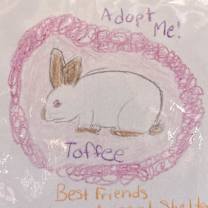 Thumbnail photo of Toffee #2
