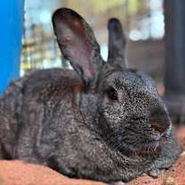 Thumbnail photo of Felix #1