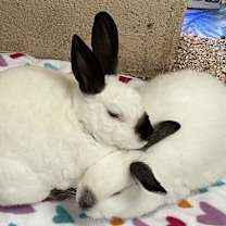 Thumbnail photo of Toffee #3