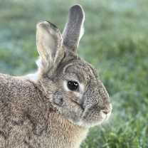 Thumbnail photo of Wasabi #1