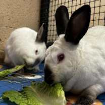 Thumbnail photo of Toffee #4