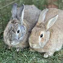 Thumbnail photo of Wasabi #2