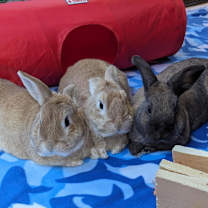 Thumbnail photo of Twyla #3