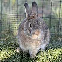 Thumbnail photo of Wasabi #3