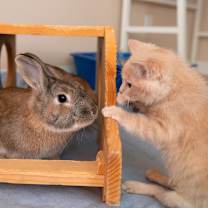 Thumbnail photo of Wasabi #4