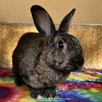 Thumbnail photo of Bugs #1