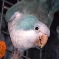 Thumbnail photo of Ludo #1