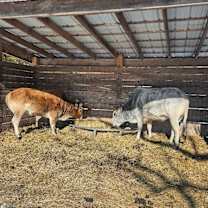 Thumbnail photo of Yarrow #2