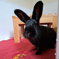 Thumbnail photo of Phoenix #1