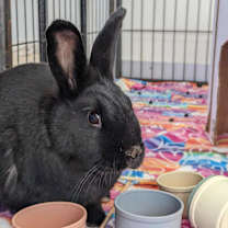 Thumbnail photo of Phoenix #2