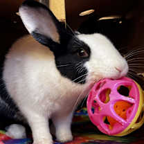 Thumbnail photo of Tanzy #2