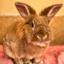 Thumbnail photo of Bobbie #1