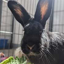 Thumbnail photo of Phoenix #3