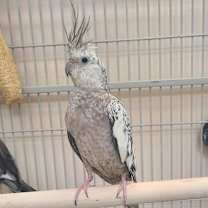 Thumbnail photo of Elli #1