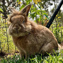 Thumbnail photo of Bobbie #2