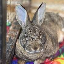 Thumbnail photo of Colonel Carrots #2