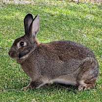 Thumbnail photo of Colonel Carrots #3