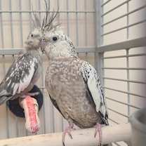 Thumbnail photo of Elli #3