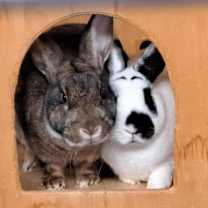 Thumbnail photo of Colonel Carrots #4