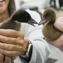 Thumbnail photo of Daffy #2