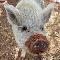 Thumbnail photo of Wally #1