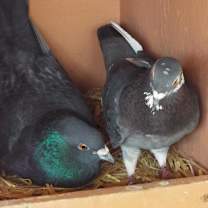 Thumbnail photo of Pigwidgeon 208 #1