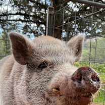 Thumbnail photo of Wally #2