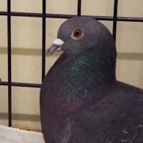 Thumbnail photo of Pigwidgeon 208 #2