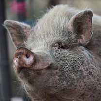 Thumbnail photo of Wally #4