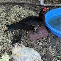 Thumbnail photo of TURDUCKEN #2