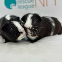 Thumbnail photo of Oreo #3