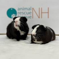 Thumbnail photo of Oreo #4