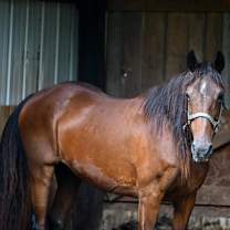 Thumbnail photo of Windy #1