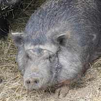 Thumbnail photo of Gillian #2