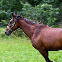 Thumbnail photo of Windy #3