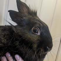 Thumbnail photo of Bashful #4