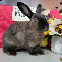 Thumbnail photo of Ryan (EC+) #1