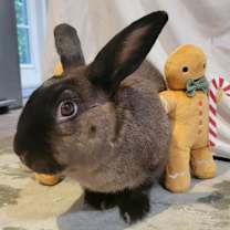 Thumbnail photo of Ryan (EC+) #3