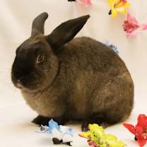 Thumbnail photo of Ryan (EC+) #4