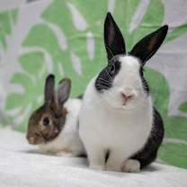 Thumbnail photo of Archie (bonded to Rebel) #1