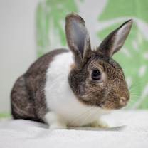 Thumbnail photo of Rebel (bonded to Archie) #1