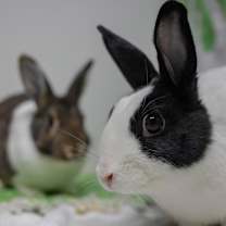 Thumbnail photo of Archie (bonded to Rebel) #2