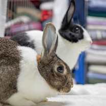 Thumbnail photo of Rebel (bonded to Archie) #3