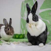 Thumbnail photo of Archie (bonded to Rebel) #3