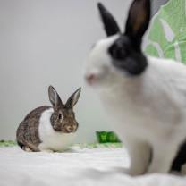 Thumbnail photo of Rebel (bonded to Archie) #4