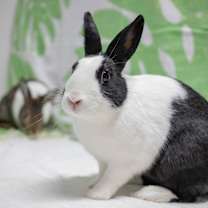 Thumbnail photo of Archie (bonded to Rebel) #4